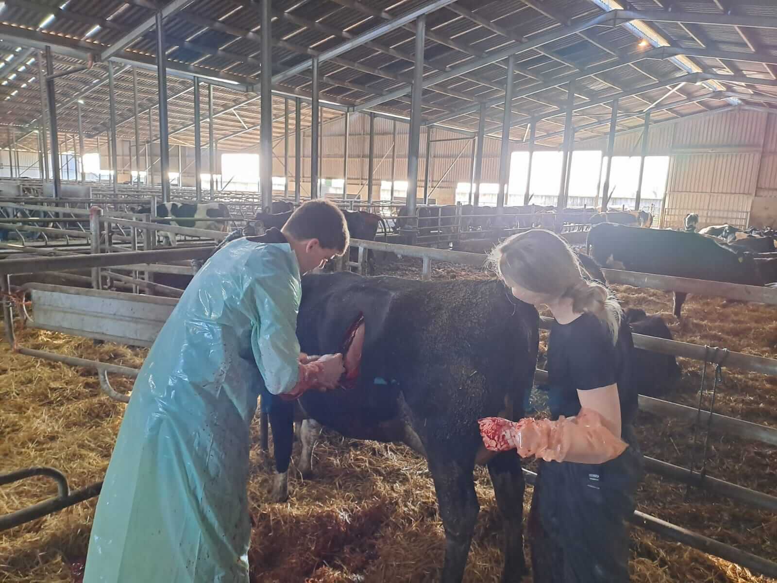Emergency Farm Animal Cow