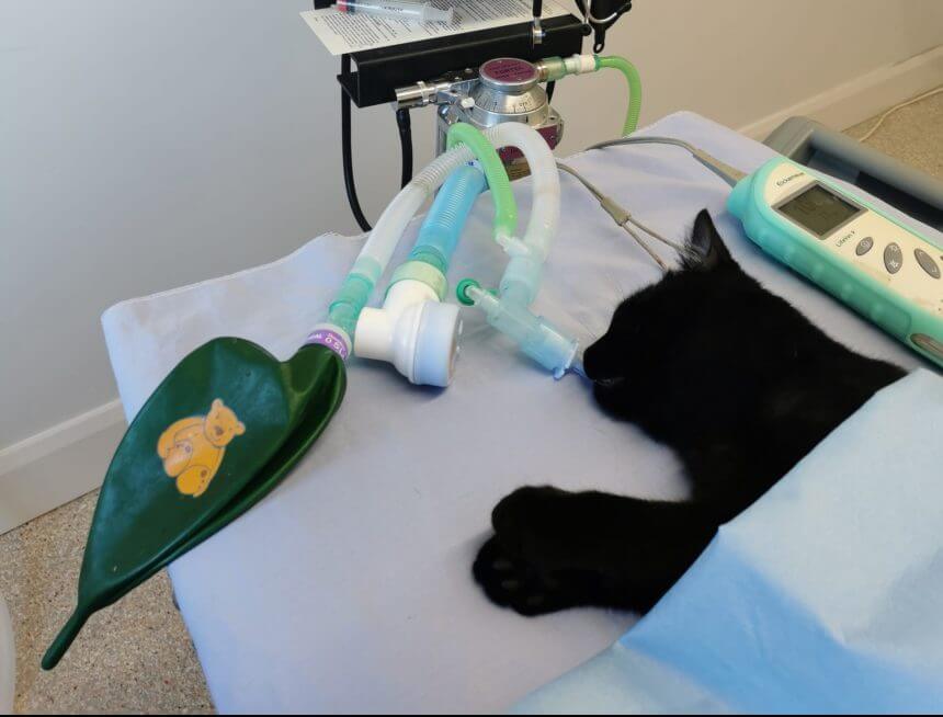 Service Cat, Pet and Animal Anaesthetic & Surgery