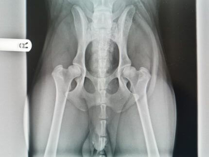 Service Pet and Animal Digital X-ray