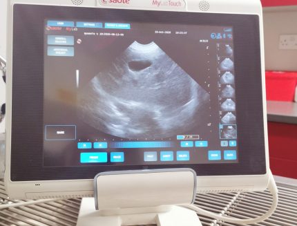 Service Pet and Animal Ultrasound