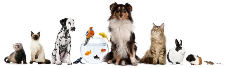 Cat, Dogs, Pet, Animals Veterinary