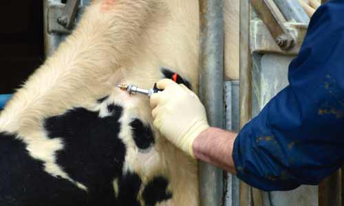 Service TB Testing
