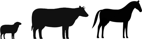 Large Animals Sheep Cow Horse