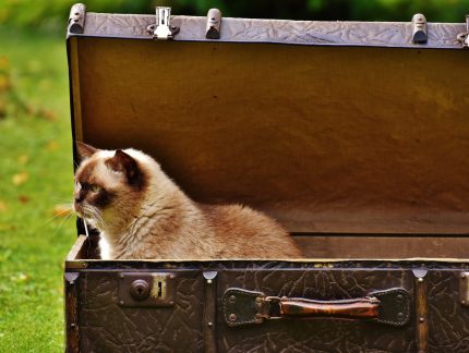 Service Pet and Animal Passports