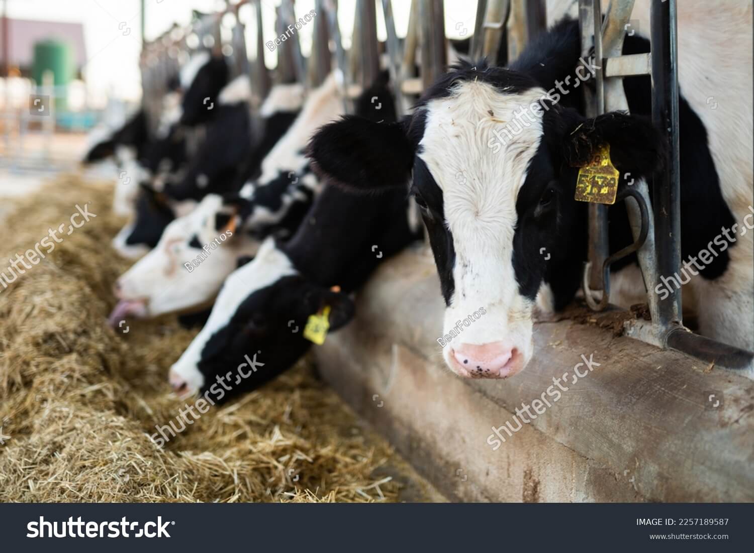 Service Herd Health Cow Calf