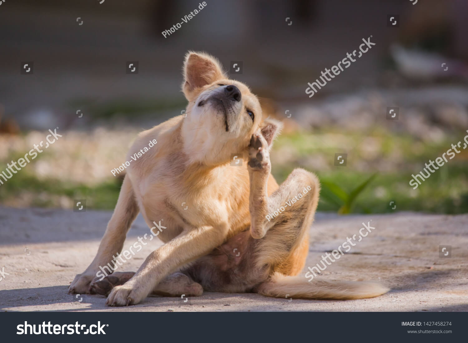 Pet Flea / Worm Control and Treatment for Cats, Dogs and Pets