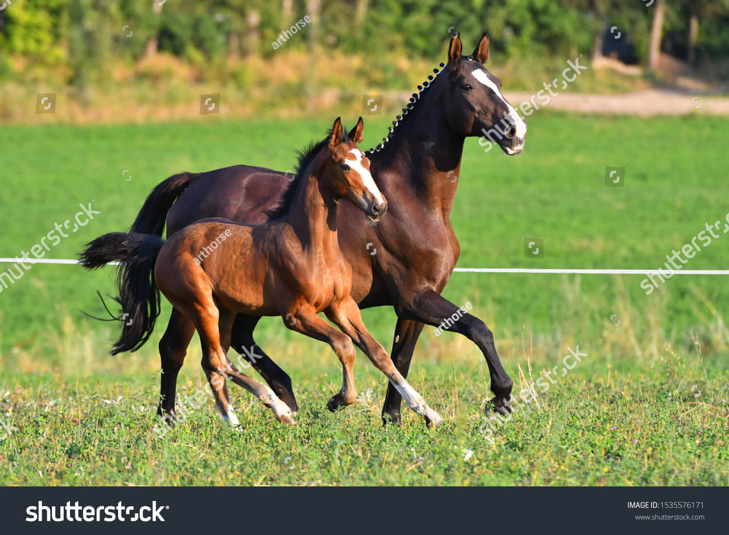 Service Pet Equine Vet