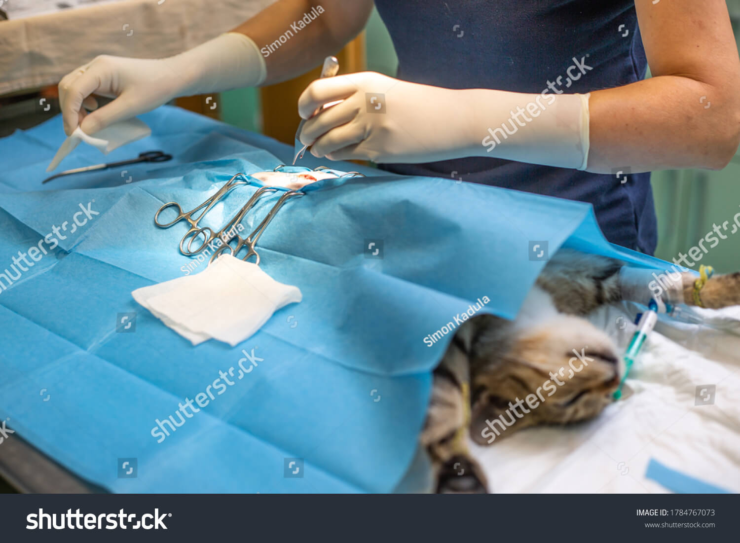 Cat, Dog, Pet and Animal Neutering and Spaying