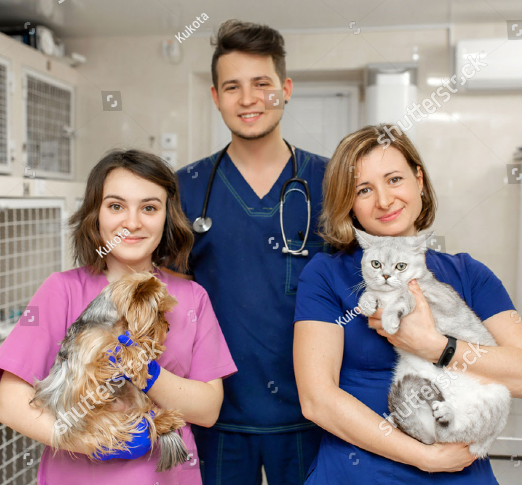 Service Cat Dog Pet Animals Vet