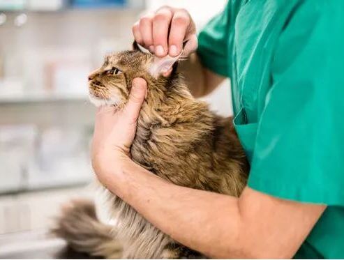 Service Cat, Dog & Pet Vaccinations